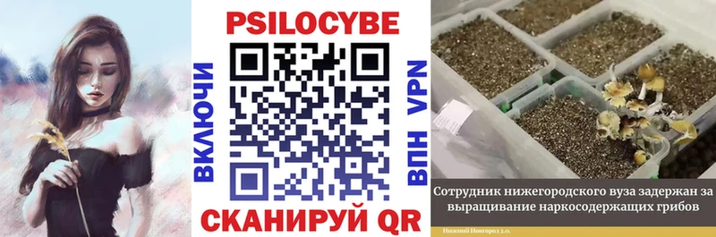 Галлюциногенные грибы Magic Shrooms  где купить наркотик  Злынка 
